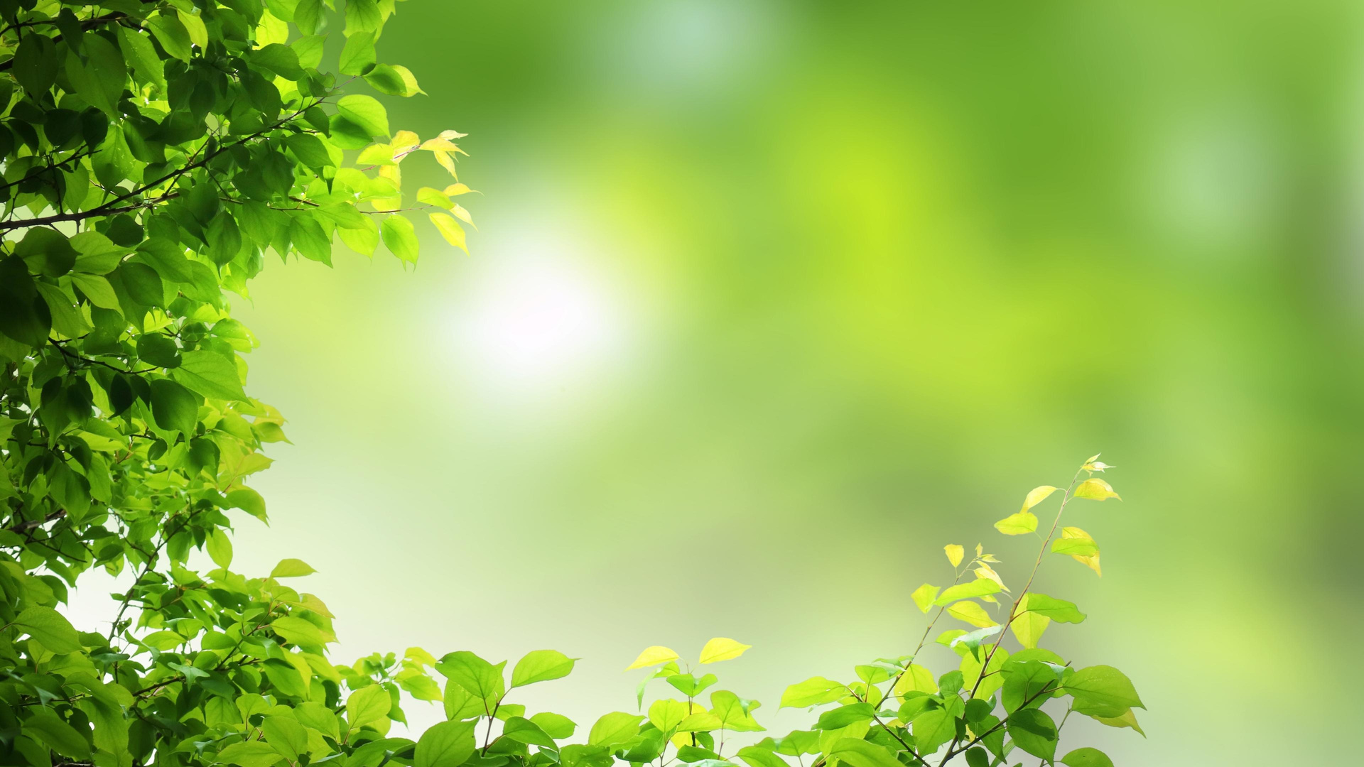 green natural background